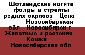 Шотландские котята фолды и страйты редких окрасов › Цена ­ 3 500 - Новосибирская обл., Новосибирск г. Животные и растения » Кошки   . Новосибирская обл.